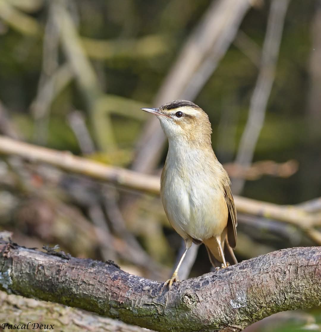 Les oiseaux, des bras morts de la vielle Lys, et de la nouvelle Lys